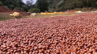 Fındığın maliyeti 15 TL olarak belirlendi