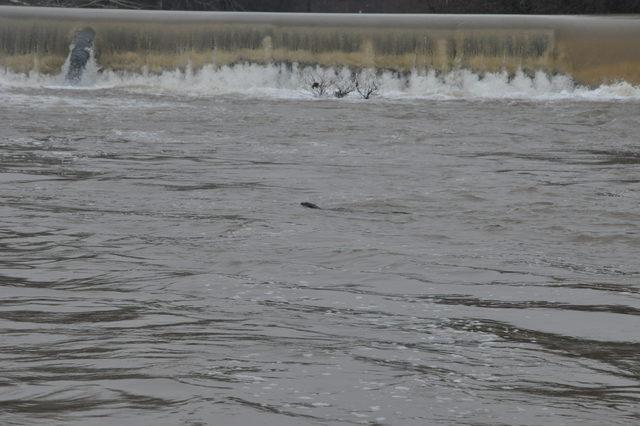 Bartın Irmağı'nda 2 su samuru görüldü
