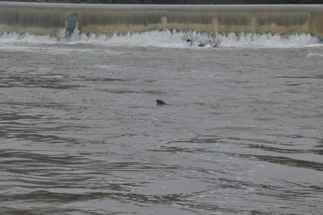 Bartın Irmağı'nda 2 su samuru görüldü