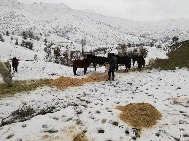 Yabani atlar donmaktan kurtarıldı