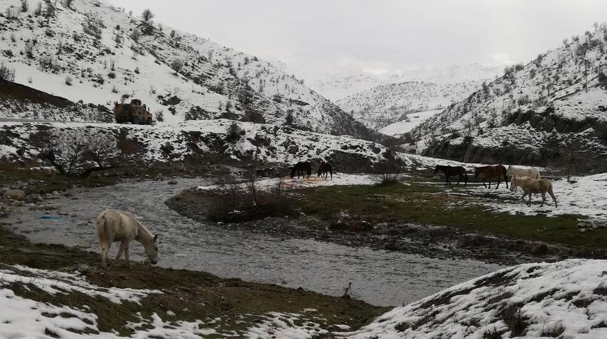 Yabani atlar donmaktan kurtarıldı