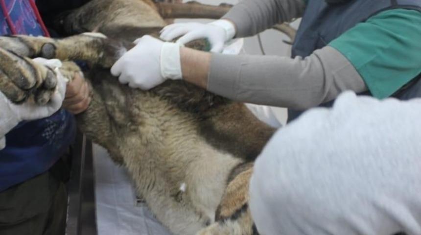 Mersin’de kaçak yaban keçisi avlayan şahıslara ceza