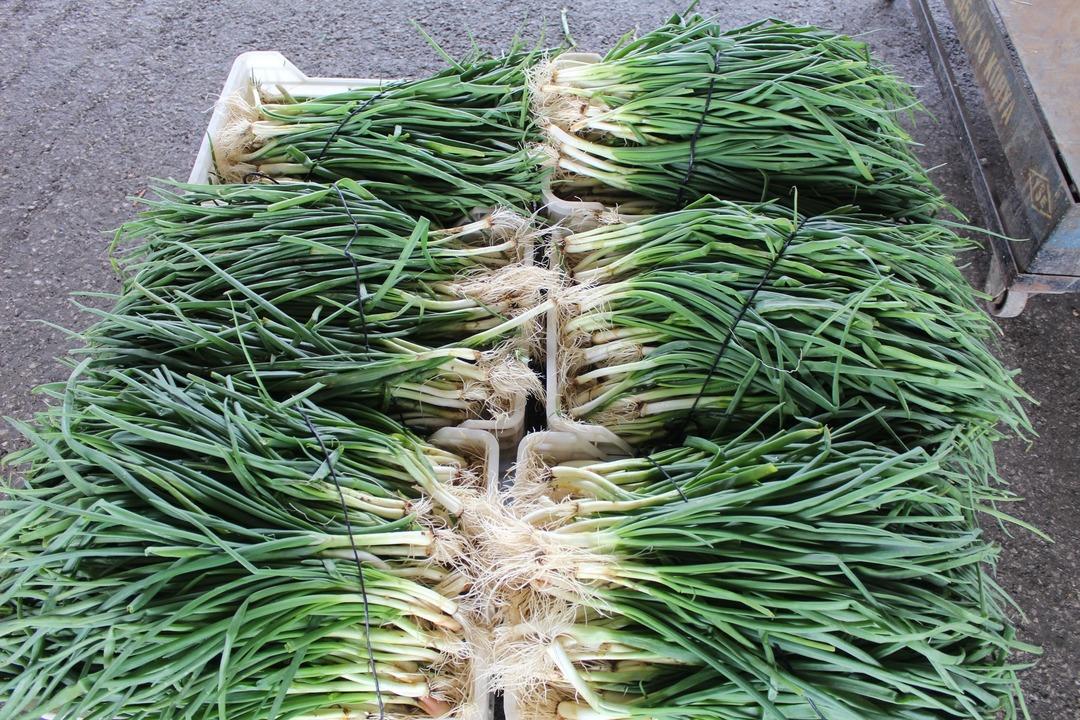 Yeşillik altın &ccedil;ağını yaşıyor