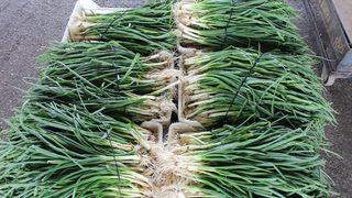 Yeşillik altın çağını yaşıyor