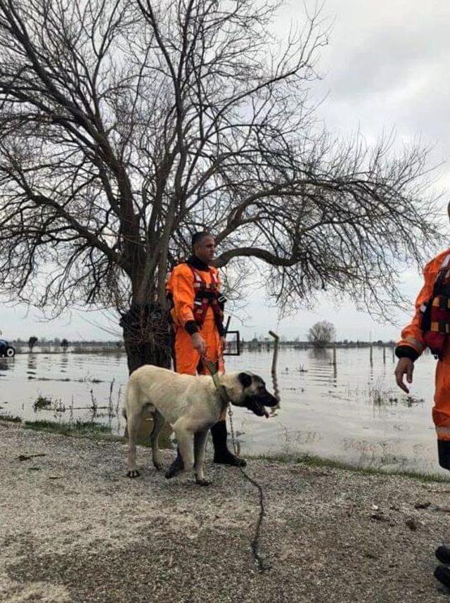 Su basan çiftlik evinde 3 gündür mahsur kalan 4 köpeği AFAD kurtardı