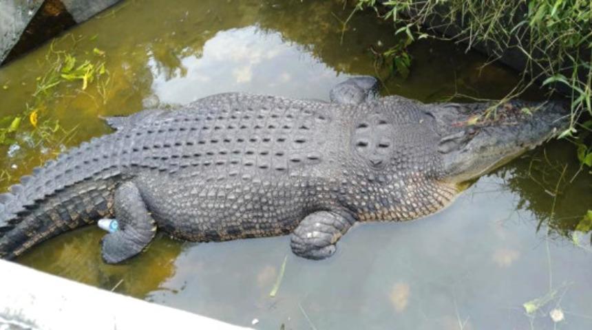 Timsah havuza sürükleyip yedi! Bilim kadınının korkunç sonu