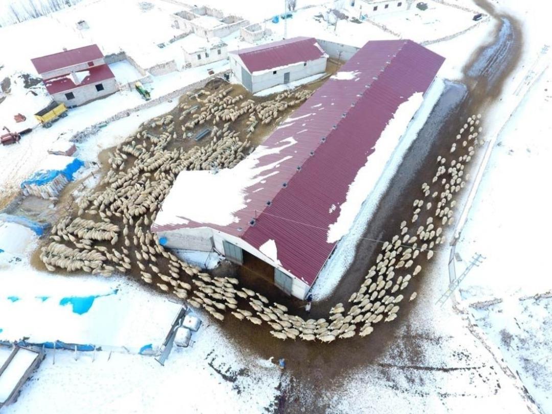 İl Tarım ve Orman M&uuml;d&uuml;rl&uuml;ğ&uuml;&rsquo;n&uuml;n k&uuml;&ccedil;&uuml;kbaş hayvan sayımları devam ediyor