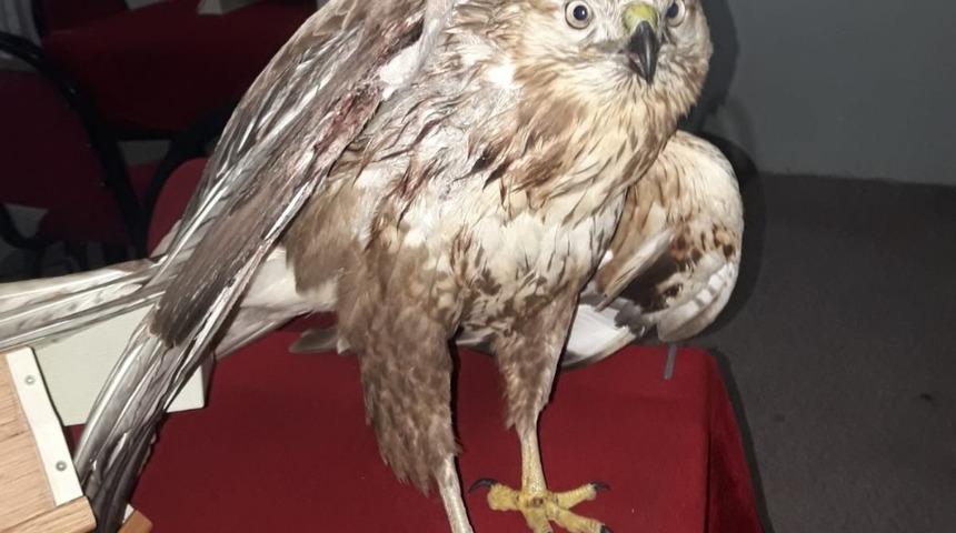 K&ouml;yl&uuml;ler yaralı şahini tedavi etti