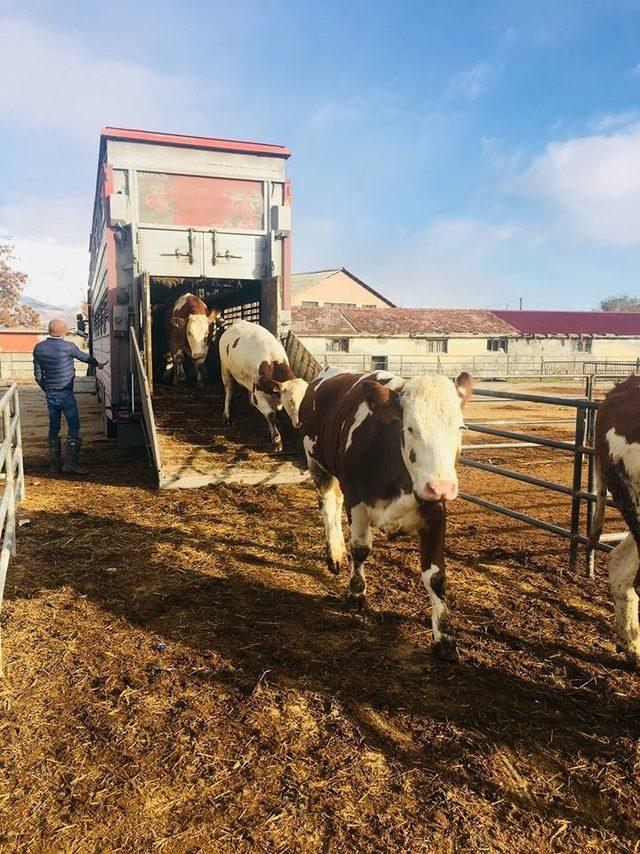 500 başlık düve üretim merkezini kurulacak