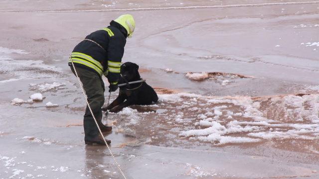 Donan nehirdeki köpeği kurtaran itfaiyeci: Bir can kurtarıyorsak ne mutlu bize 