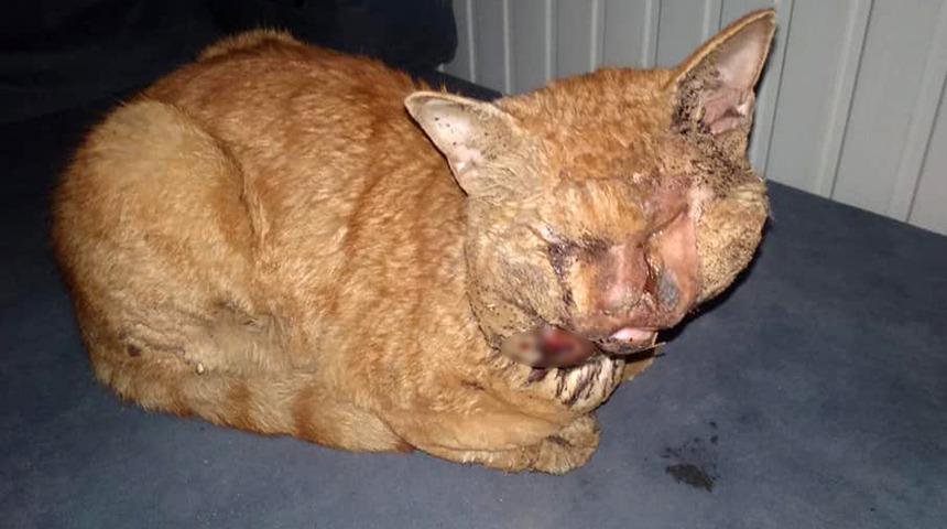 Naylonu eritip gözüne damlattılar!