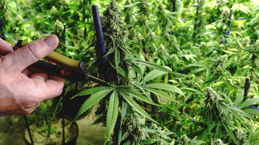 T&uuml;rkiye'de kenevir ekim alanları bin dekarın &uuml;zerine &ccedil;ıktı