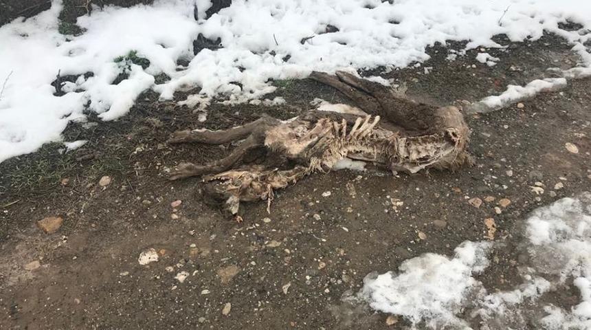 Sungurlu&rsquo;da a&ccedil; kurtlar k&ouml;peği par&ccedil;aladı