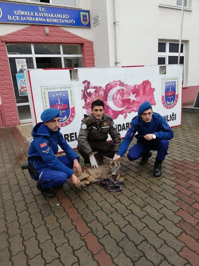 Yaralı karaca yavrusuna jandarmadan şefkat eli