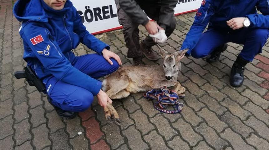 Yaralı karaca yavrusuna jandarmadan şefkat eli