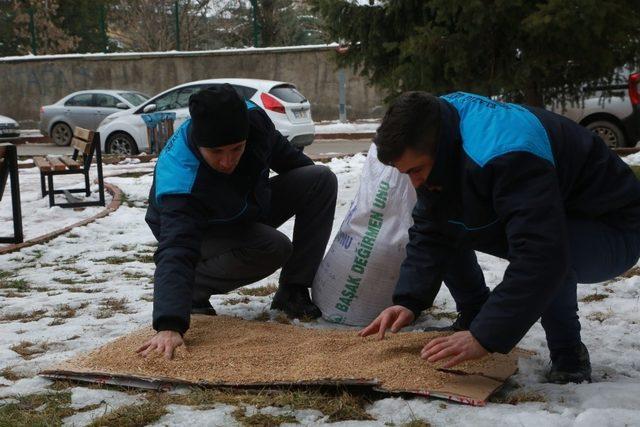 Elazığ’da sokak hayvanları için yem bırakıldı