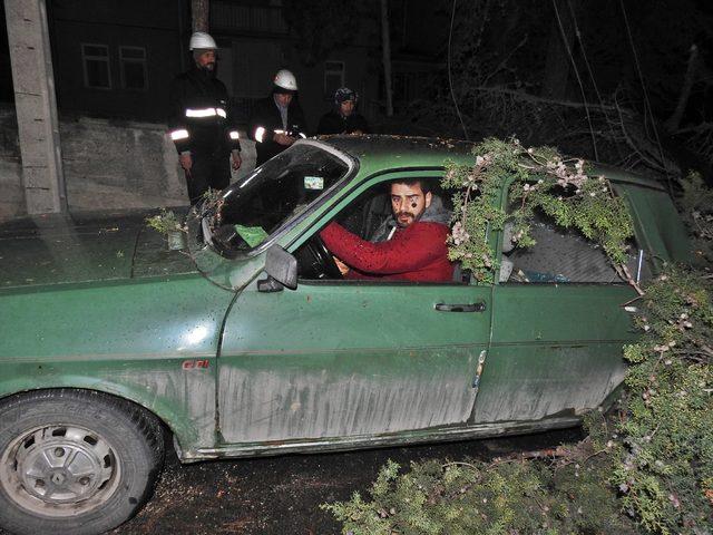 Çorum'da fırtına ağaçları devirdi, elektrik tellerini kopardı