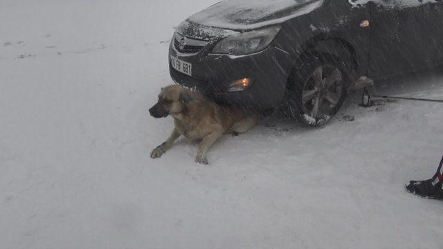 Otomobilin altında kalan sokak k&ouml;peğini, jandarma kurtardı 1
