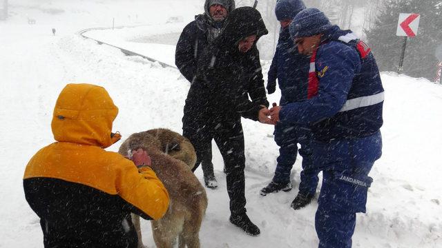 Otomobilin altında kalan sokak k&ouml;peğini, jandarma kurtardı 3