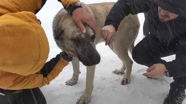 Otomobilin altında kalan sokak k&ouml;peğini, jandarma kurtardı 4