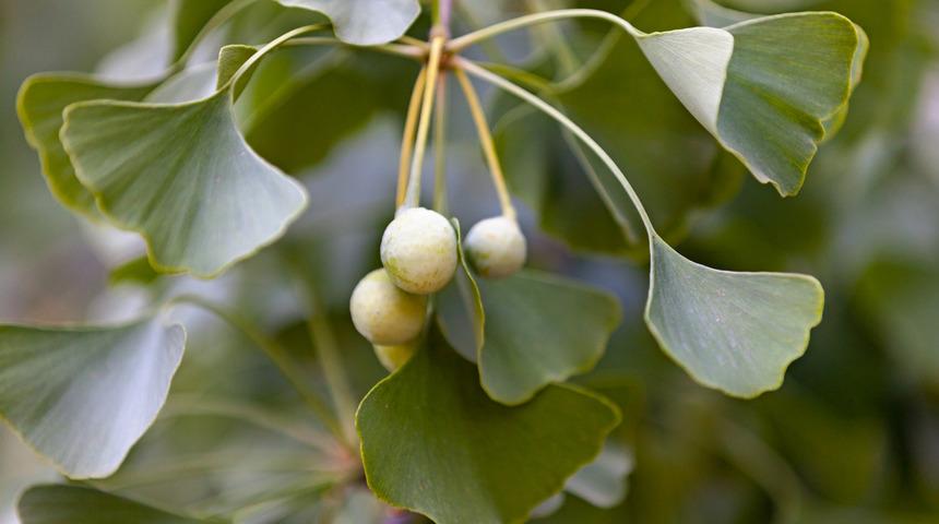 Türkiye'de sadece 2 tane var! Her derde deva ginkgo bilobanın faydaları