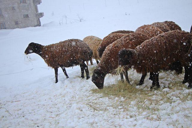 Karlıova'da 2 metreyi bulan kar, hayvancılığı zorlaştırıyor