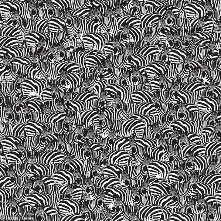 DİKKAT! Zebralar arasında saklı klavyeyi bulabilir misiniz? G1