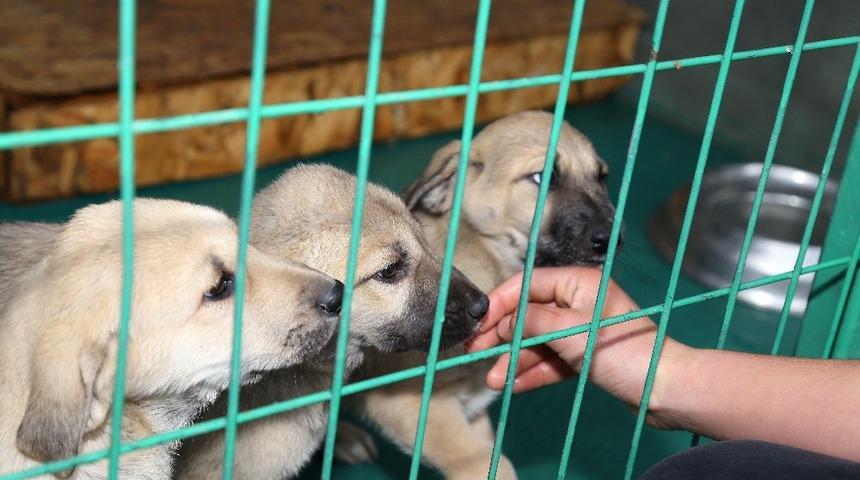 &Ccedil;ankaya&rsquo;da 22 bin 547 hayvana tedavi