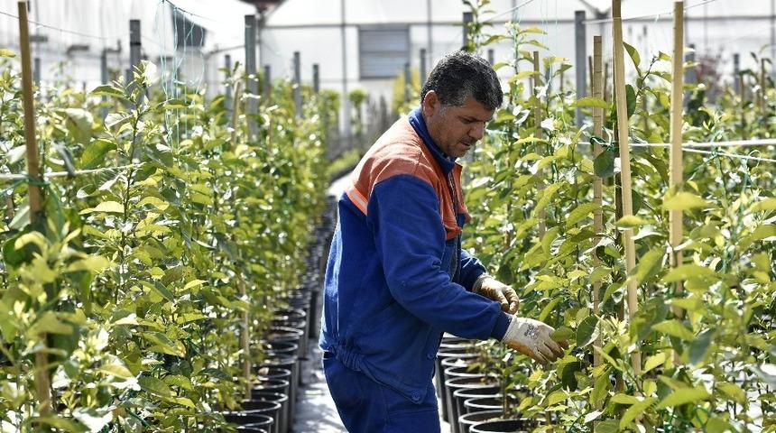 Muratpaşa&rsquo;da turun&ccedil; fidanlığı