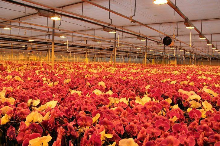 Hollanda’nın gözünü korkutan tesis yılda 1 milyon 725 bin yerli orkide üretiyor G2