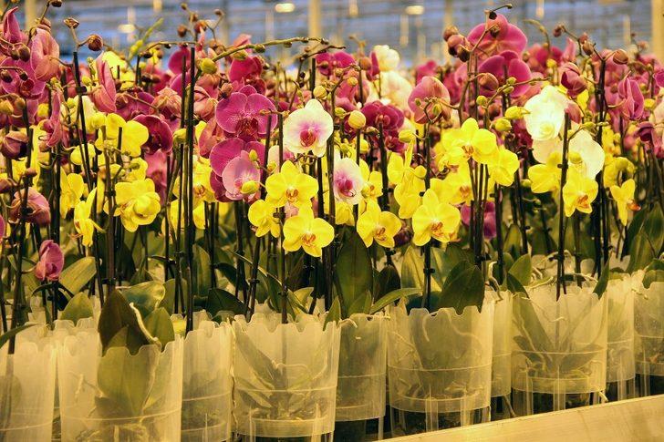 Hollanda’nın gözünü korkutan tesis yılda 1 milyon 725 bin yerli orkide üretiyor G3