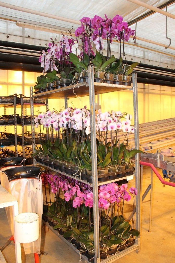 Hollanda’nın gözünü korkutan tesis yılda 1 milyon 725 bin yerli orkide üretiyor G4