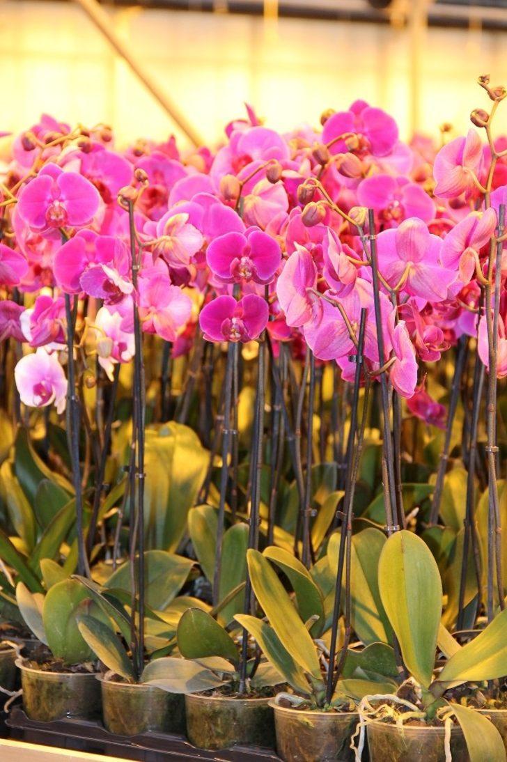 Hollanda’nın gözünü korkutan tesis yılda 1 milyon 725 bin yerli orkide üretiyor G5