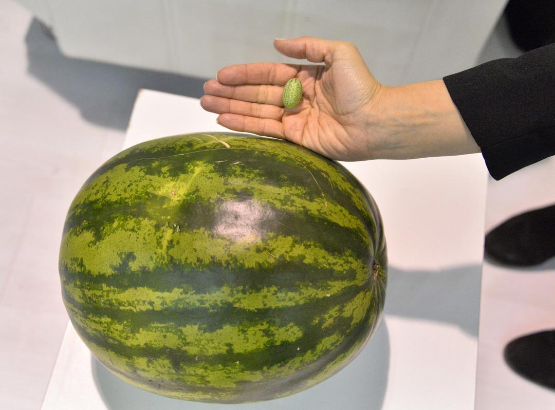 T&uuml;rkiye'de &uuml;retiliyor: 5 gramlık karpuz