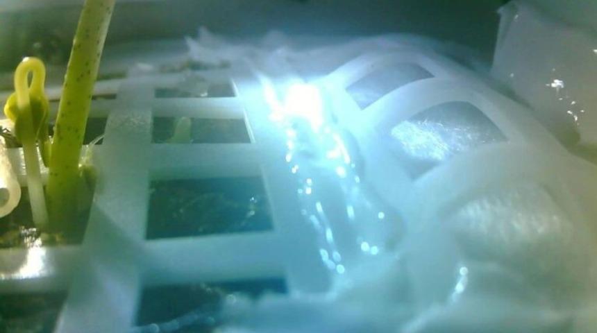 Tohumlar Ay'da filizlendi!