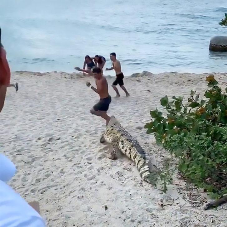 Çığlık çığlığa kaçtılar; Ünlü plajda timsah dehşeti! G2
