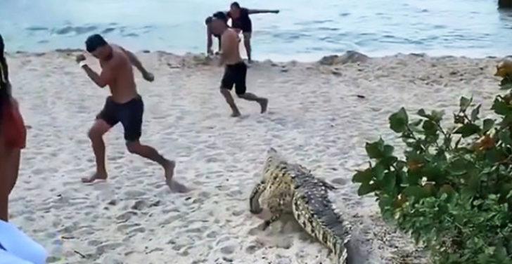 Çığlık çığlığa kaçtılar; Ünlü plajda timsah dehşeti! G3