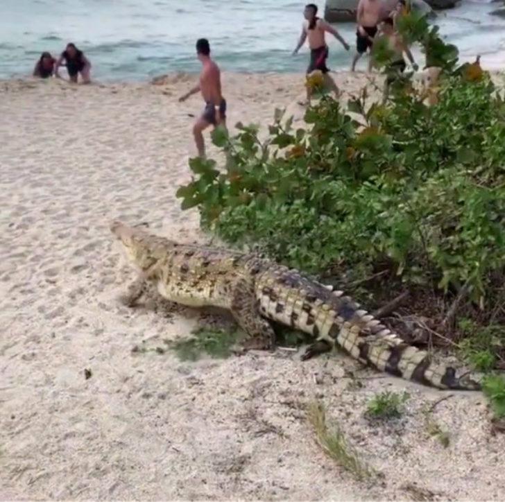 Çığlık çığlığa kaçtılar; Ünlü plajda timsah dehşeti! G4