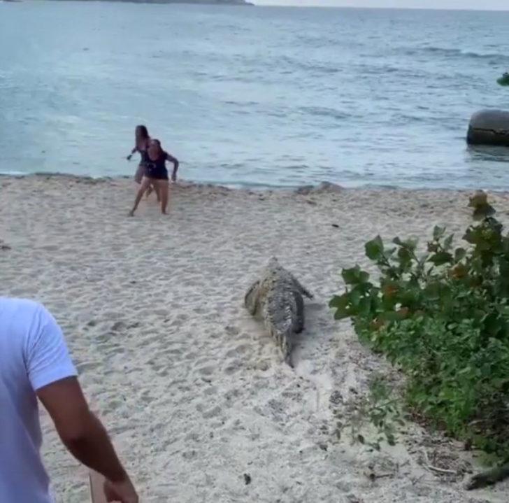 Çığlık çığlığa kaçtılar; Ünlü plajda timsah dehşeti! G5