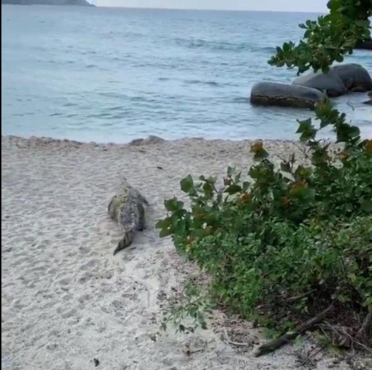 Timsah bir anda ortaya çıktı! Plajdakilere saldırdı G5