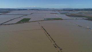  Yağmur ıspanağı vurdu, onlarca dönüm tarım arazisi sular altında