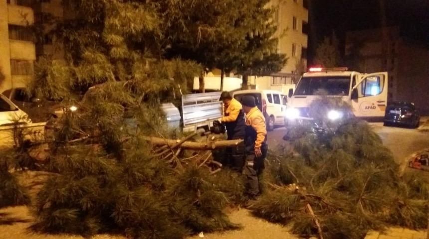 Fırtına ağa&ccedil;ları devirdi, ara&ccedil;lara zarar verdi