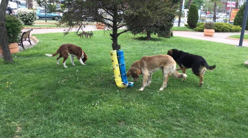 Ateşli: &ldquo;Sokak hayvanlarını kanuna g&ouml;re toplayabiliyoruz&rdquo;