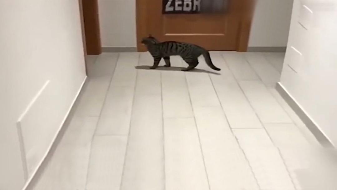Kedi değil panter!