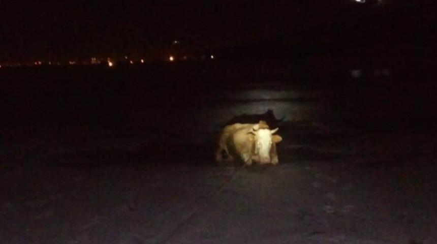 İtfaiye ekiplerinden inek kurtarma operasyonu