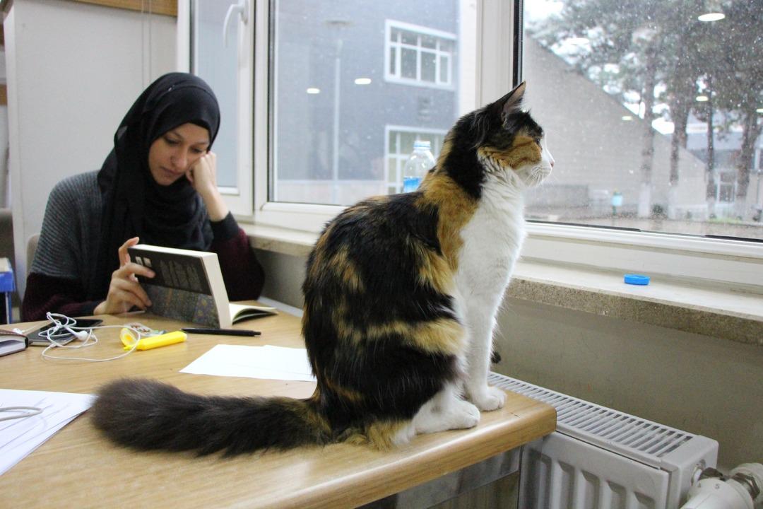 &Uuml;niversite k&uuml;t&uuml;phanesinde kedilere yuva oldu