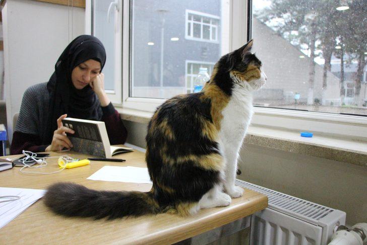 Üniversite kütüphanesinde kedilere yuva oldu G2