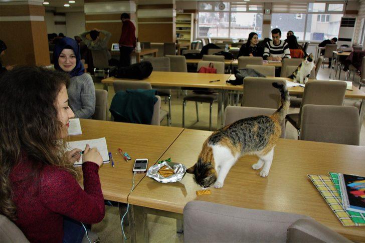 Üniversite kütüphanesinde kedilere yuva oldu G3