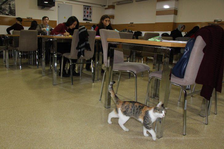 Üniversite kütüphanesinde kedilere yuva oldu G5