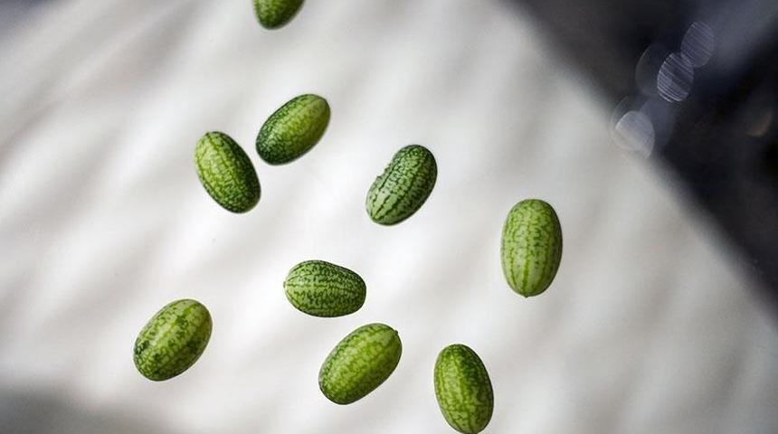 Çok minnoşlar! Zeytin kadar karpuz ürettiler